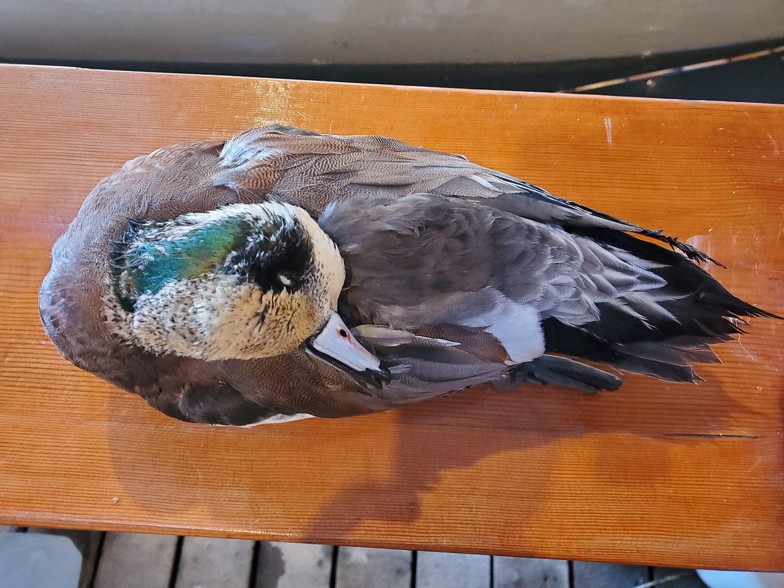 Storm Wigeon Utah Wildlife Forum