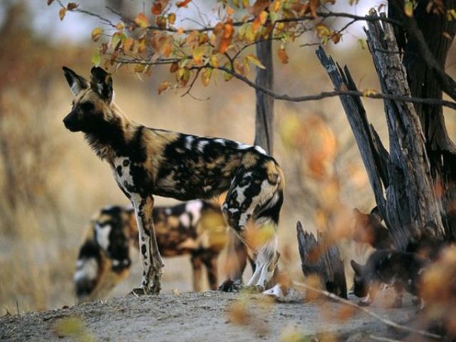 wild dogs slideshow quiz by cmipalaeo