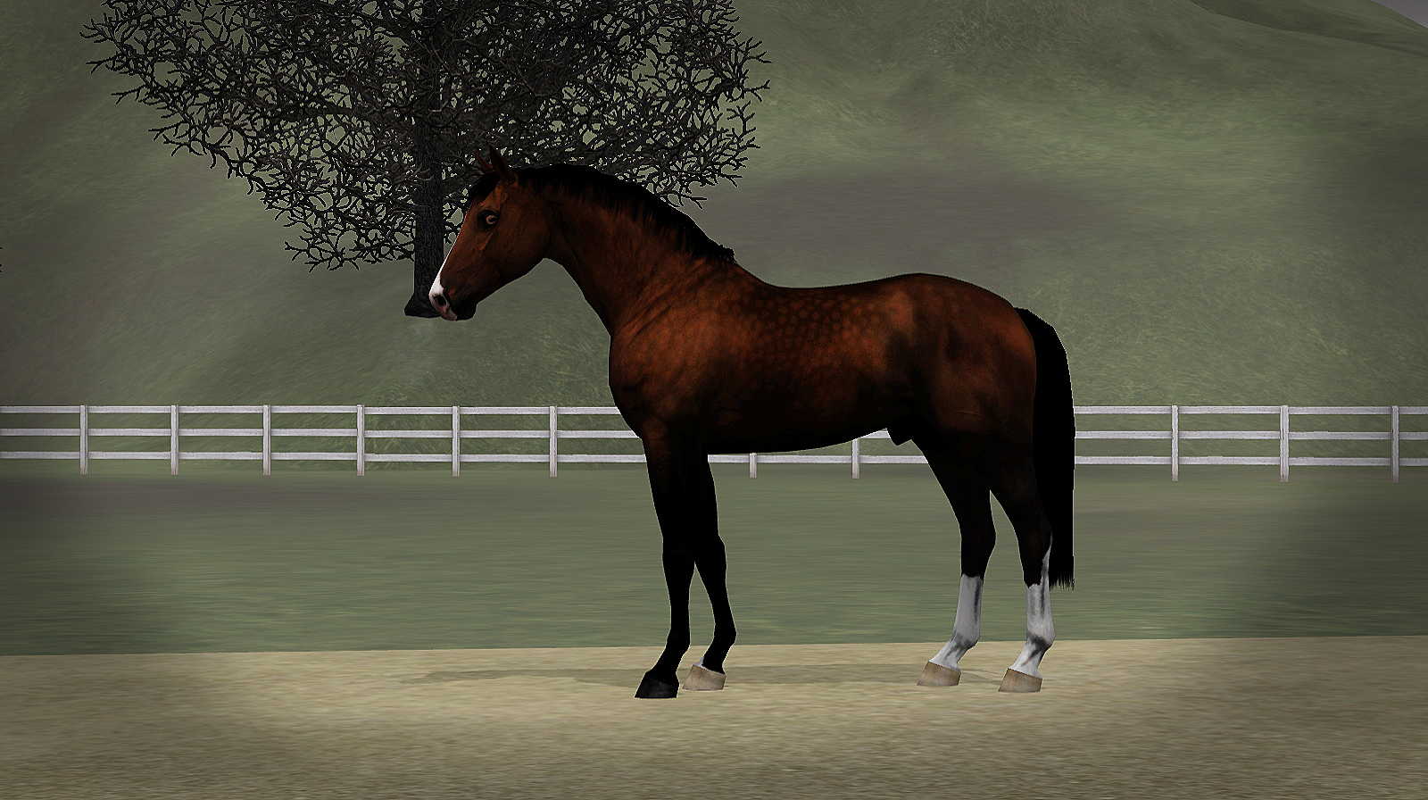Horse image