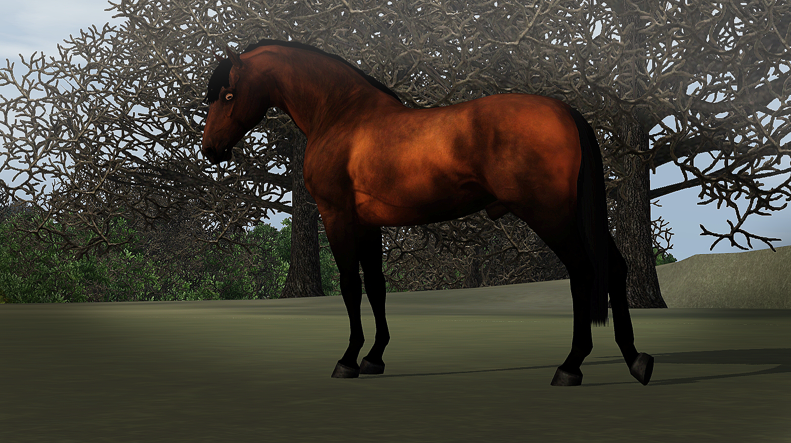 Horse image