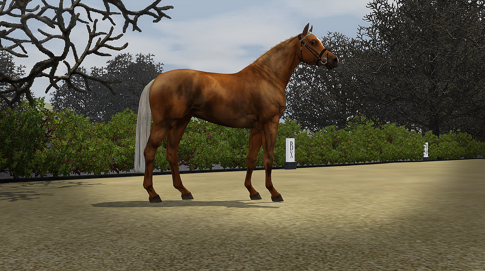 Horse image