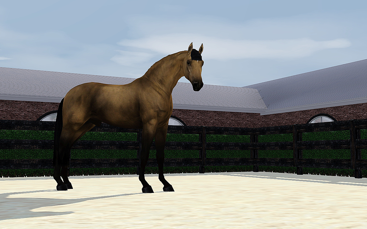 Horse image