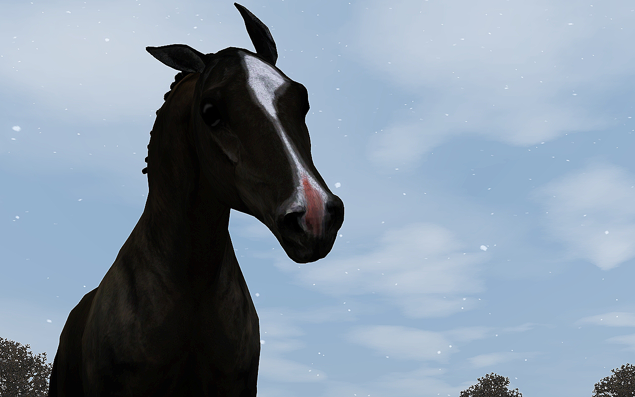 Horse image