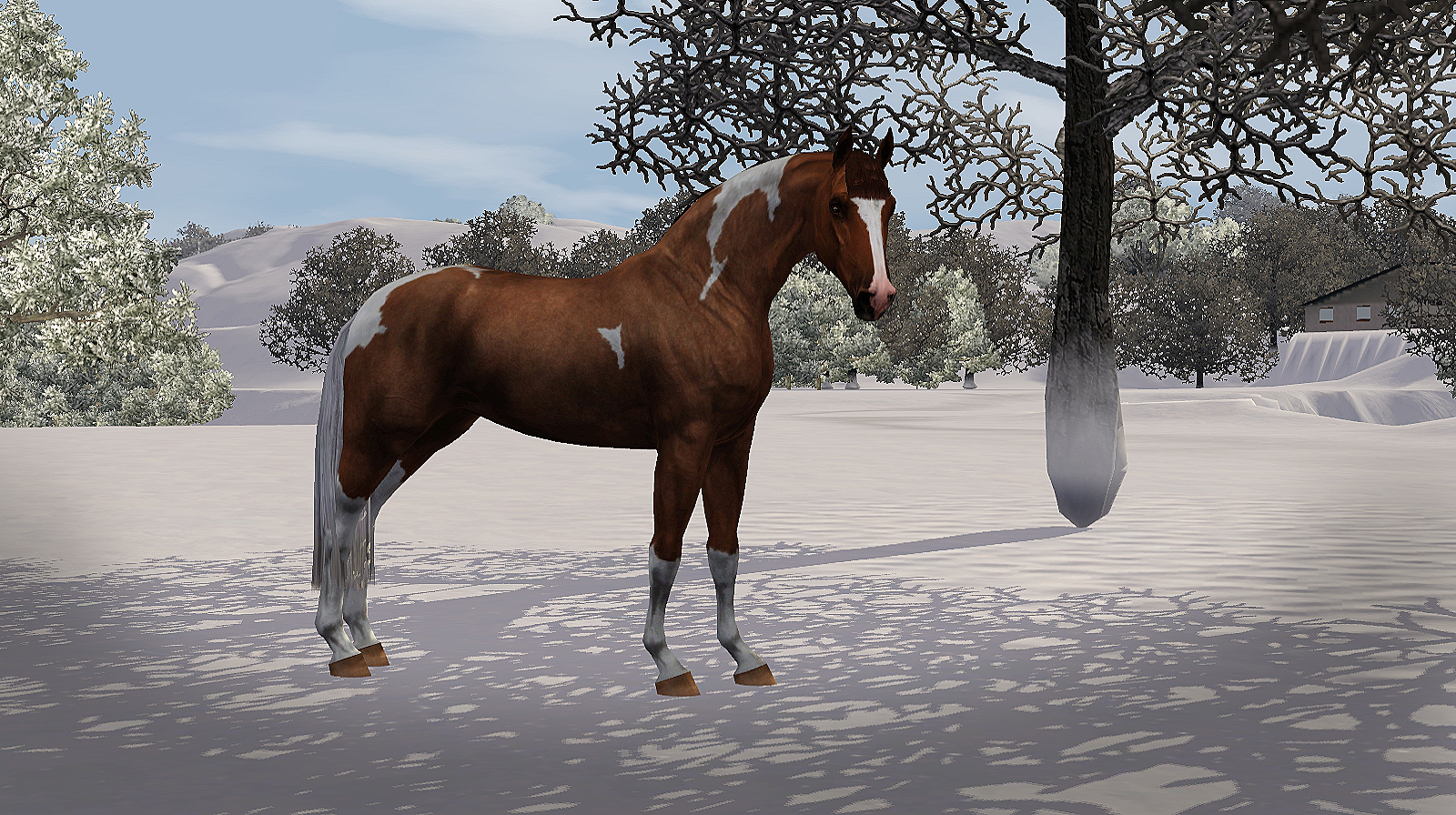 Horse image