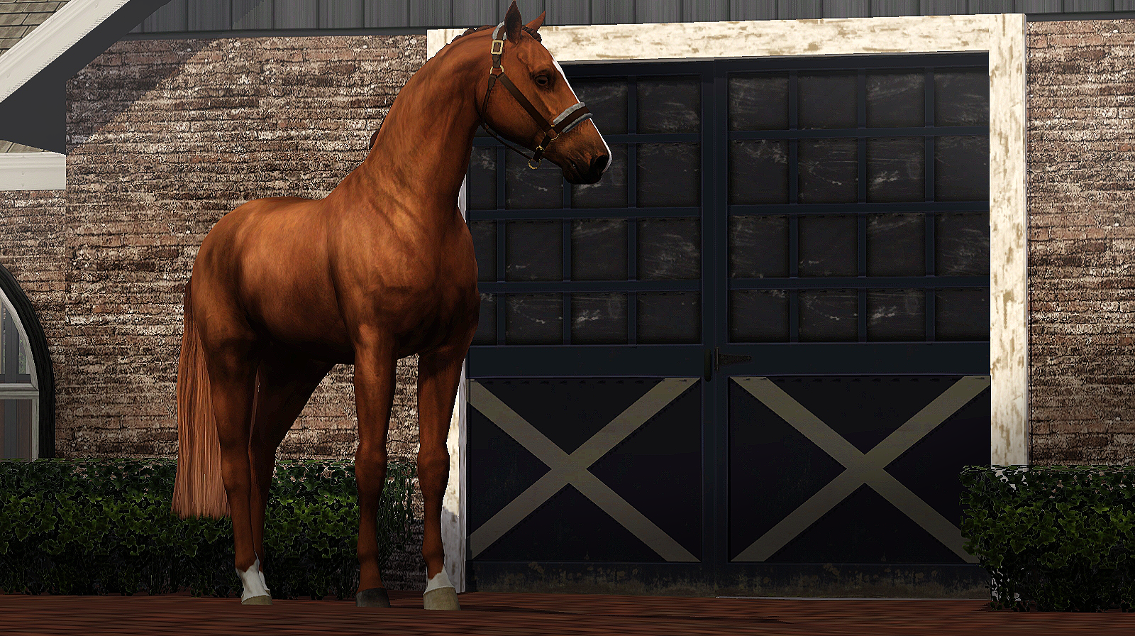Horse image