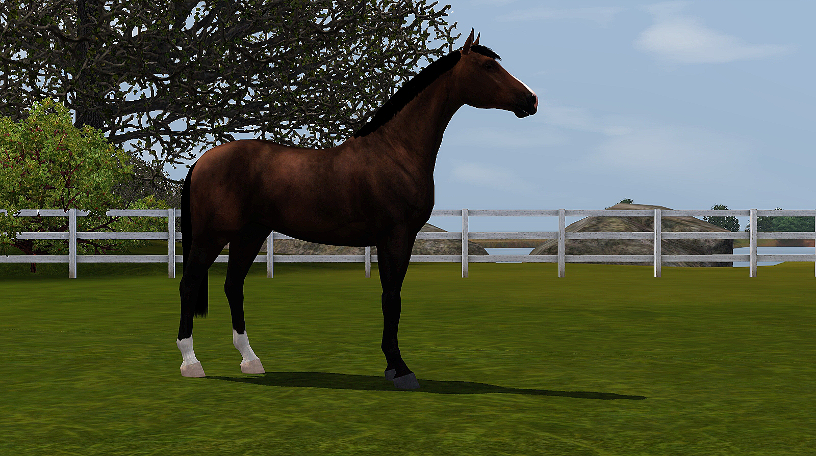 Horse image