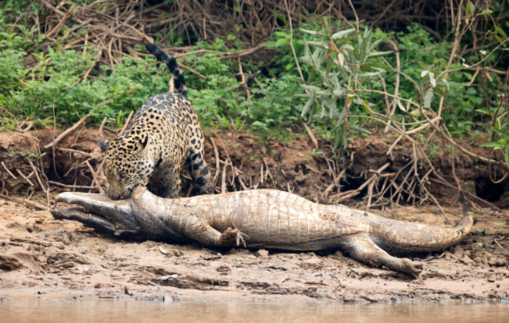 Jaguar Predation - Animal fight club