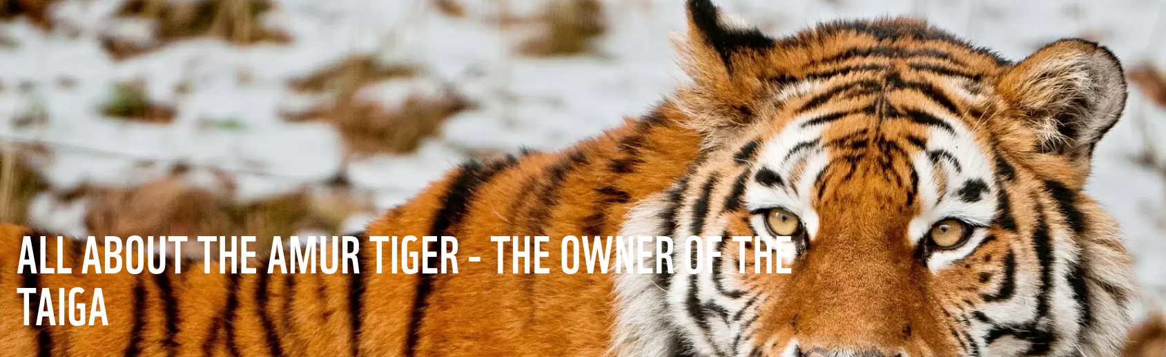 Siberian Tiger v Ussuri Brown Bear - Page 48 - Carnivora