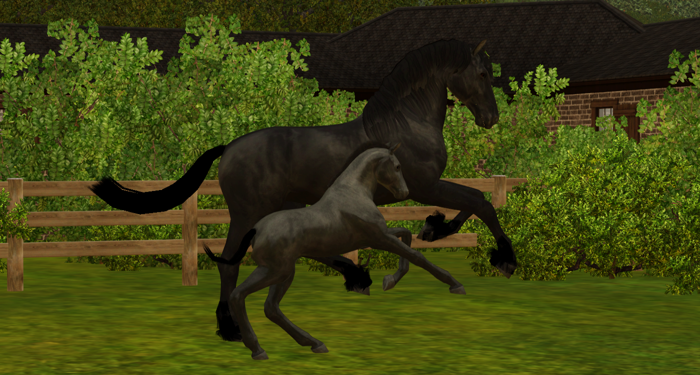 Horse image