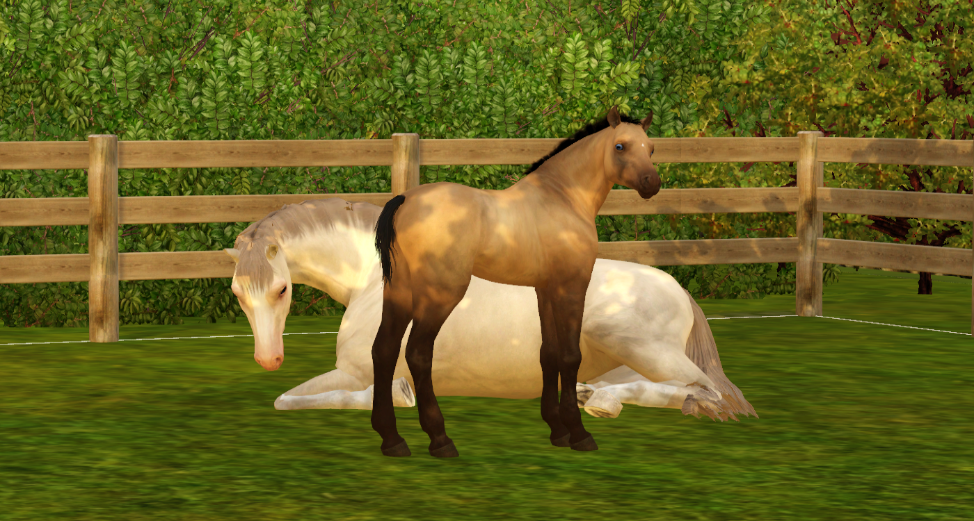 Horse image