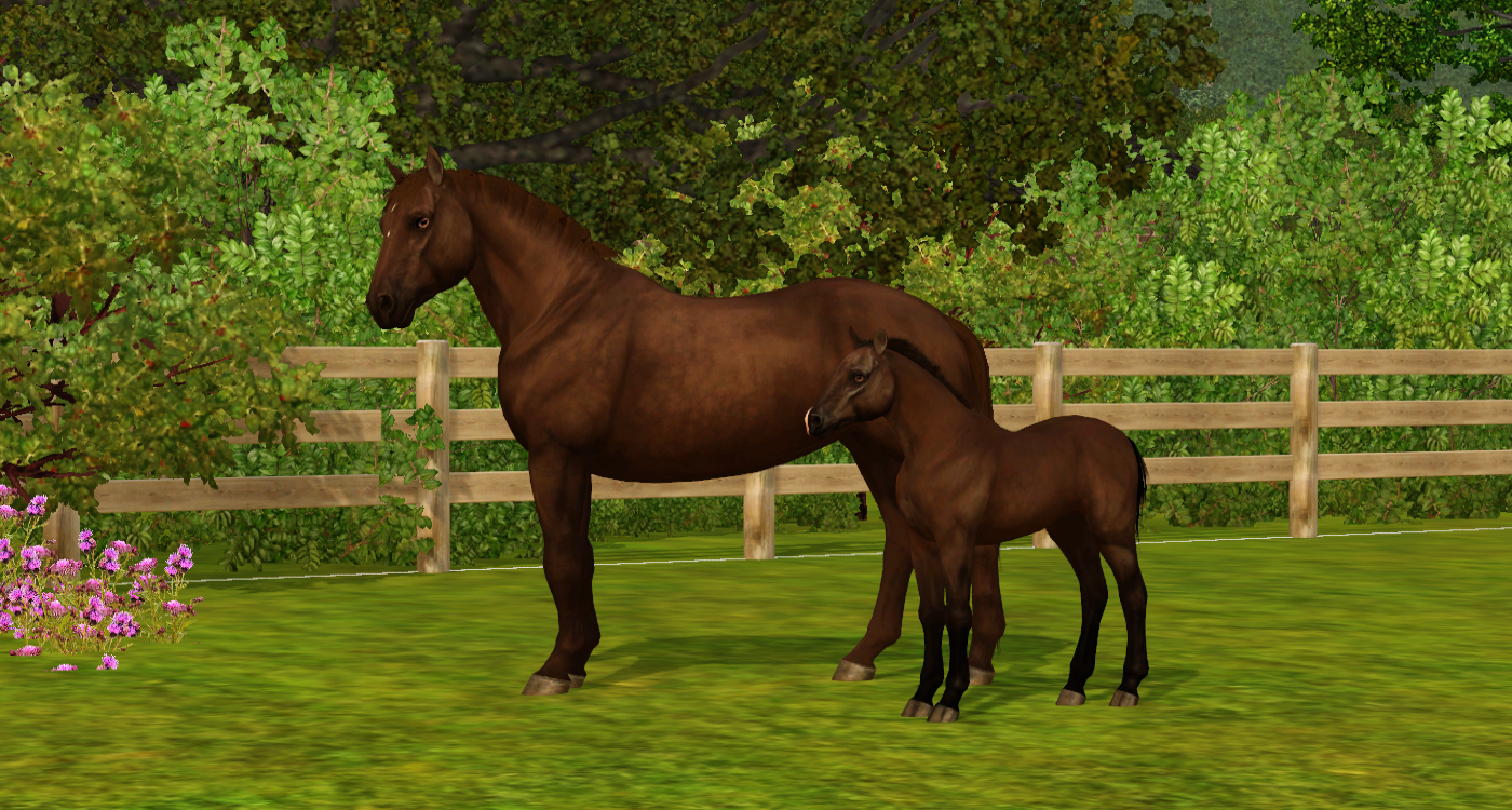 Horse image