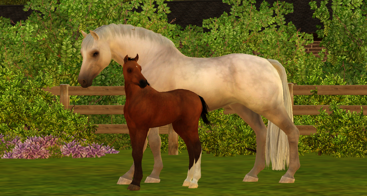 Horse image