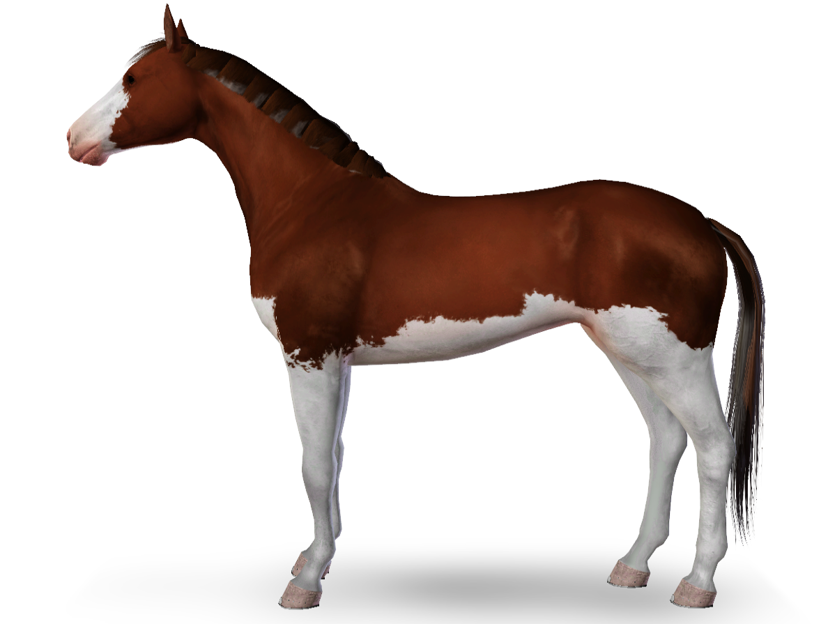 Horse image