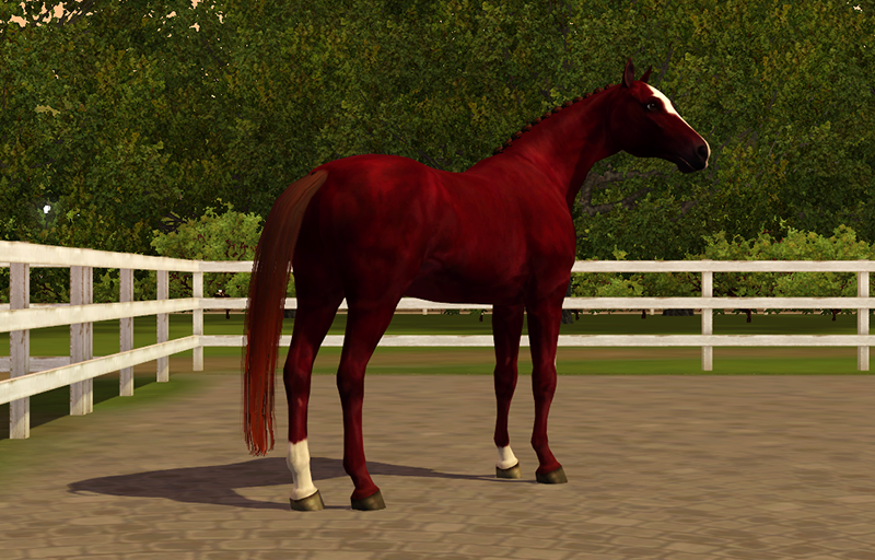 Horse image