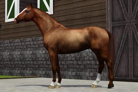 Horse image