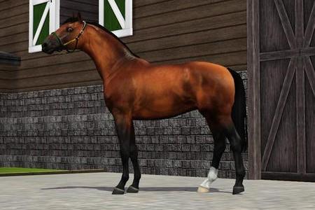 Horse image