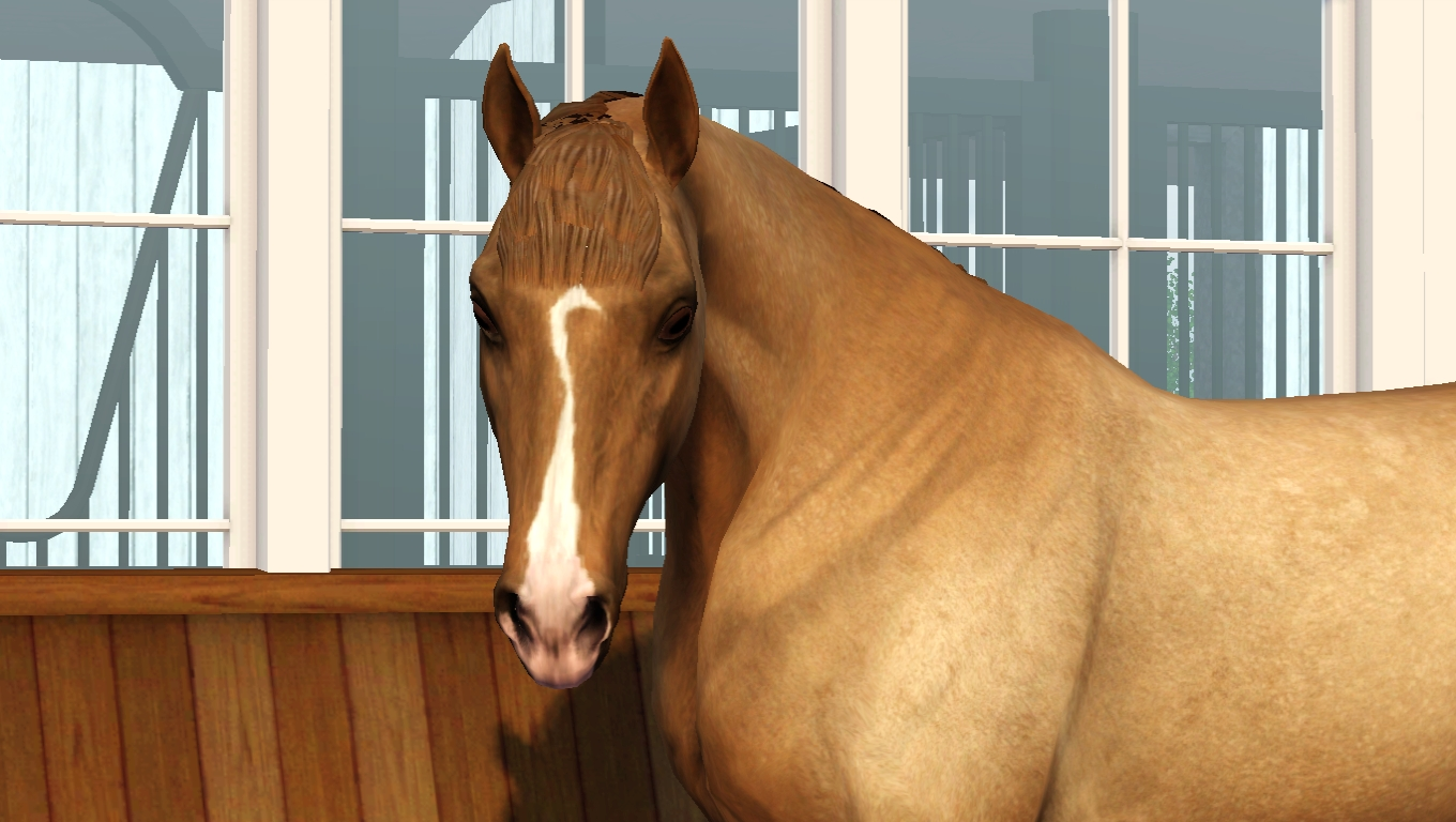 Horse image
