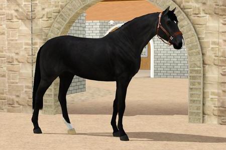 Horse image