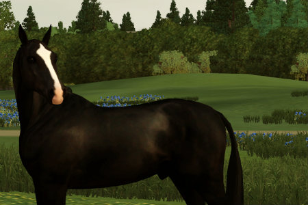 Horse image