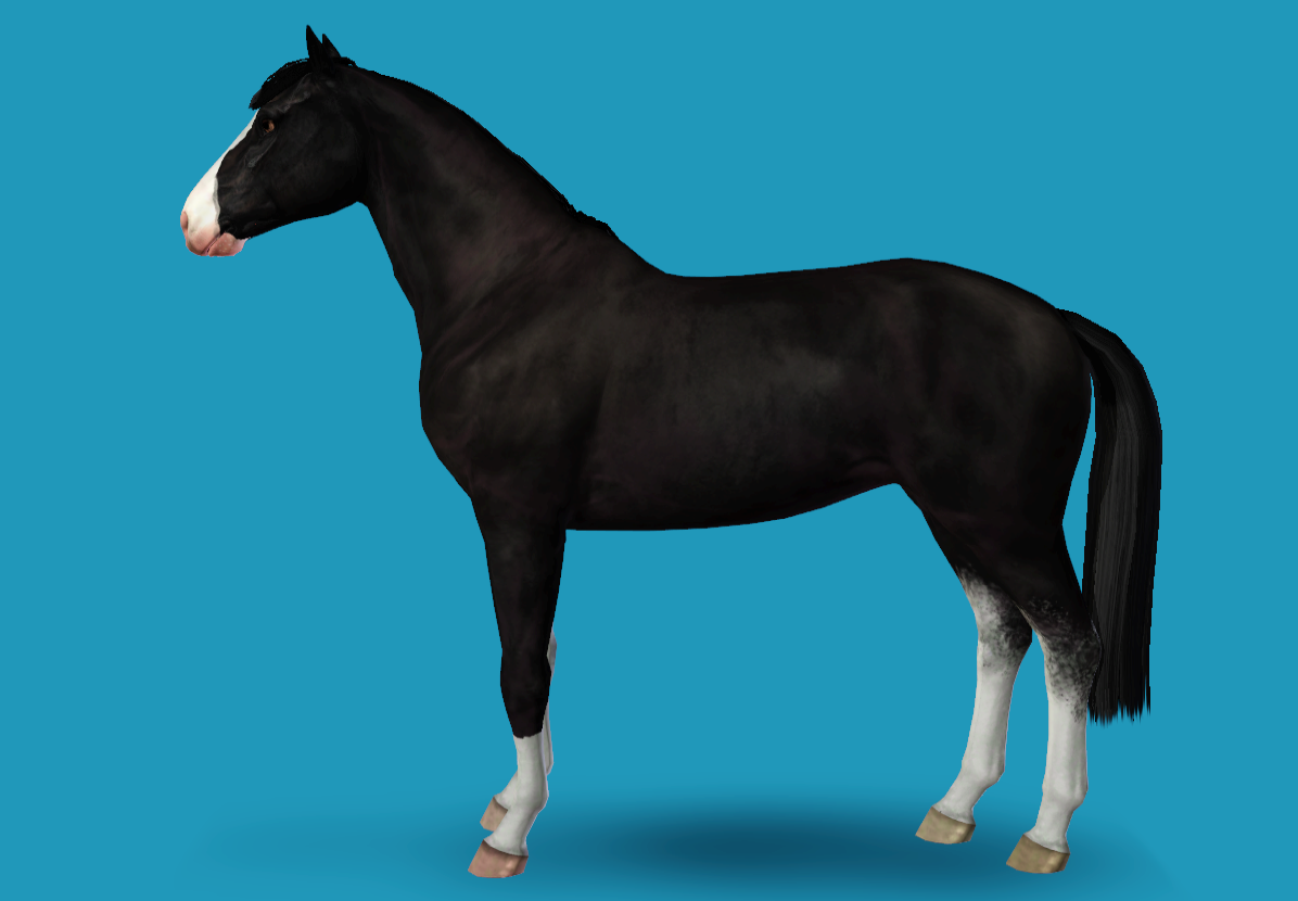 Horse image