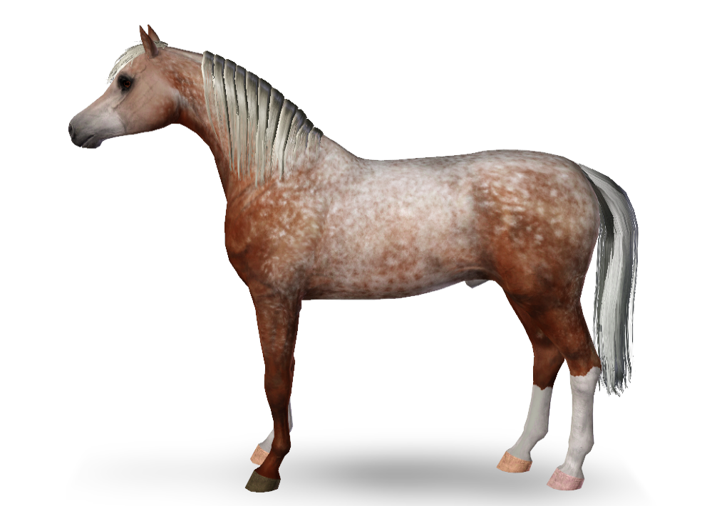 Horse image