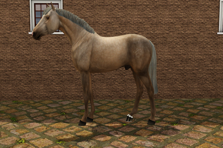 Horse image