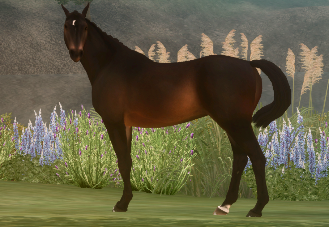 Horse image