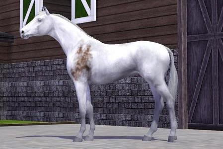 Horse image