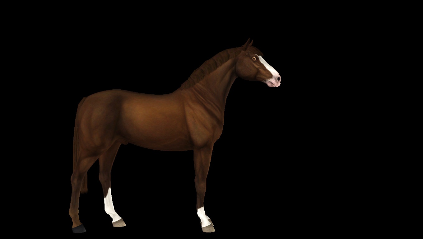 Horse image