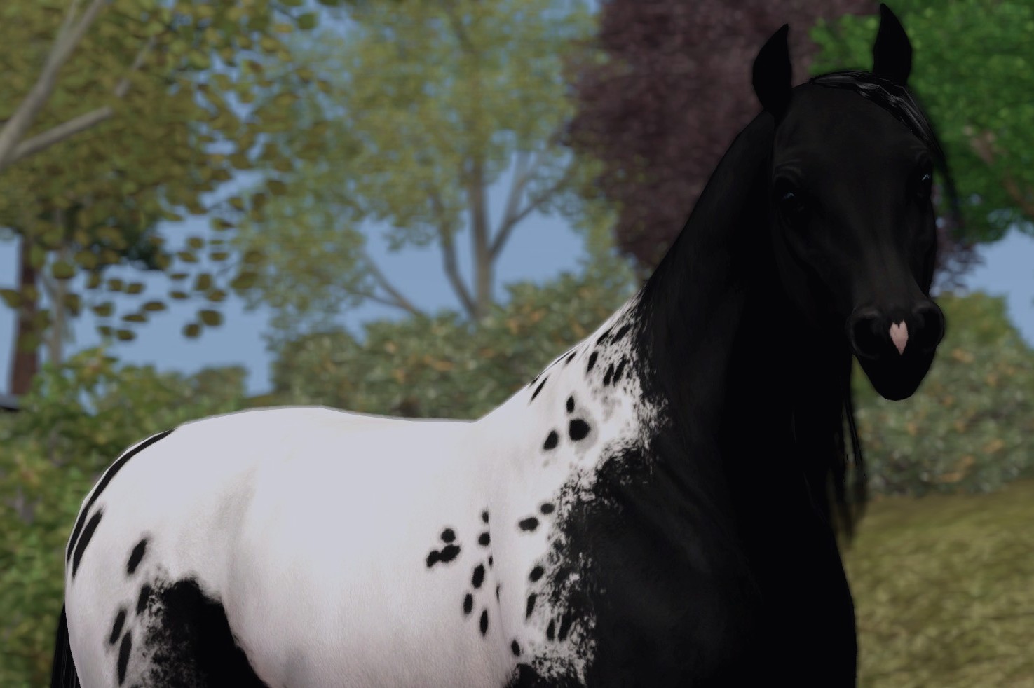 Horse image