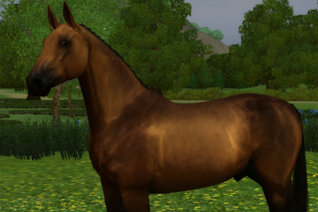 Horse image