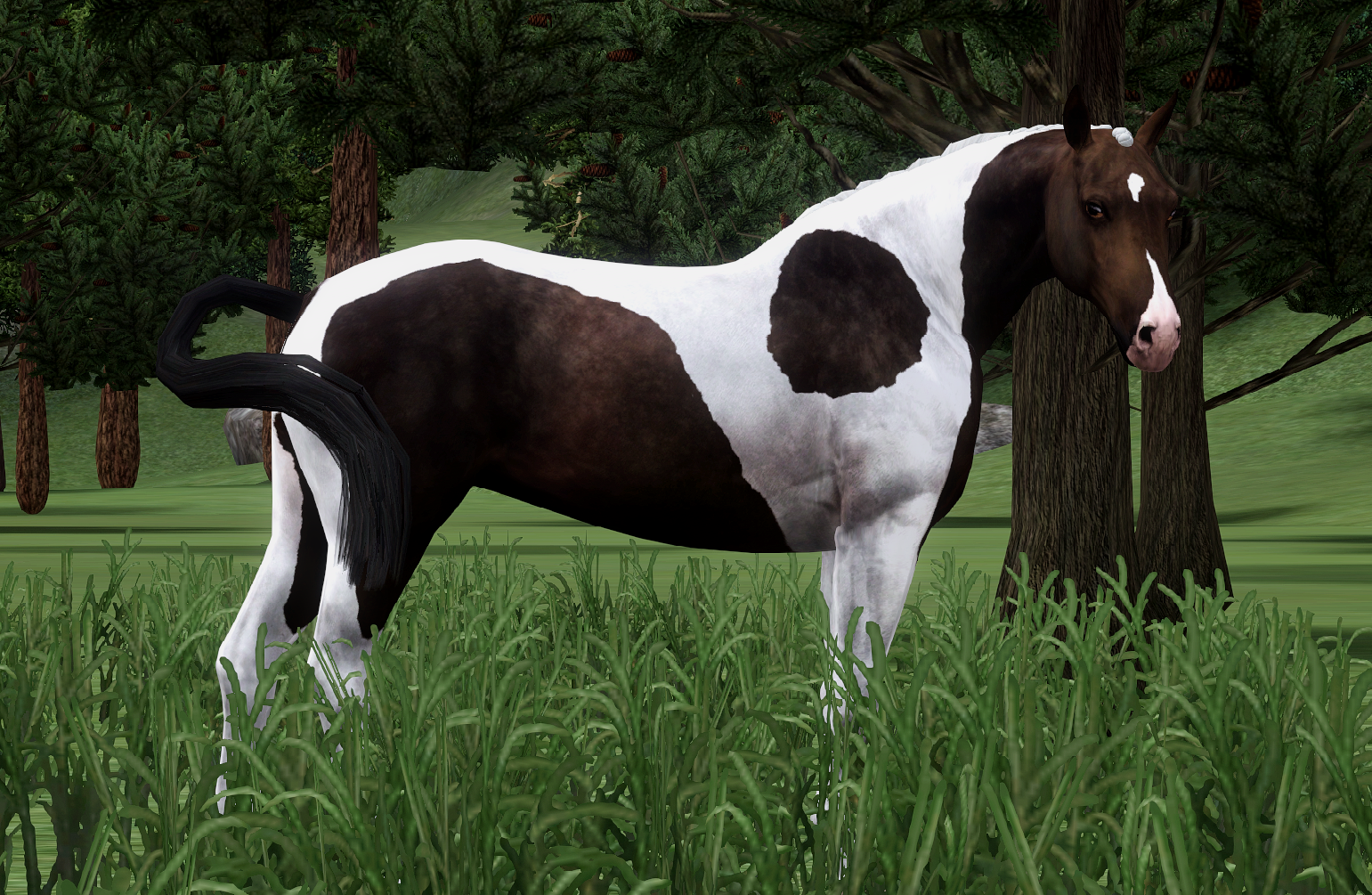 Horse image