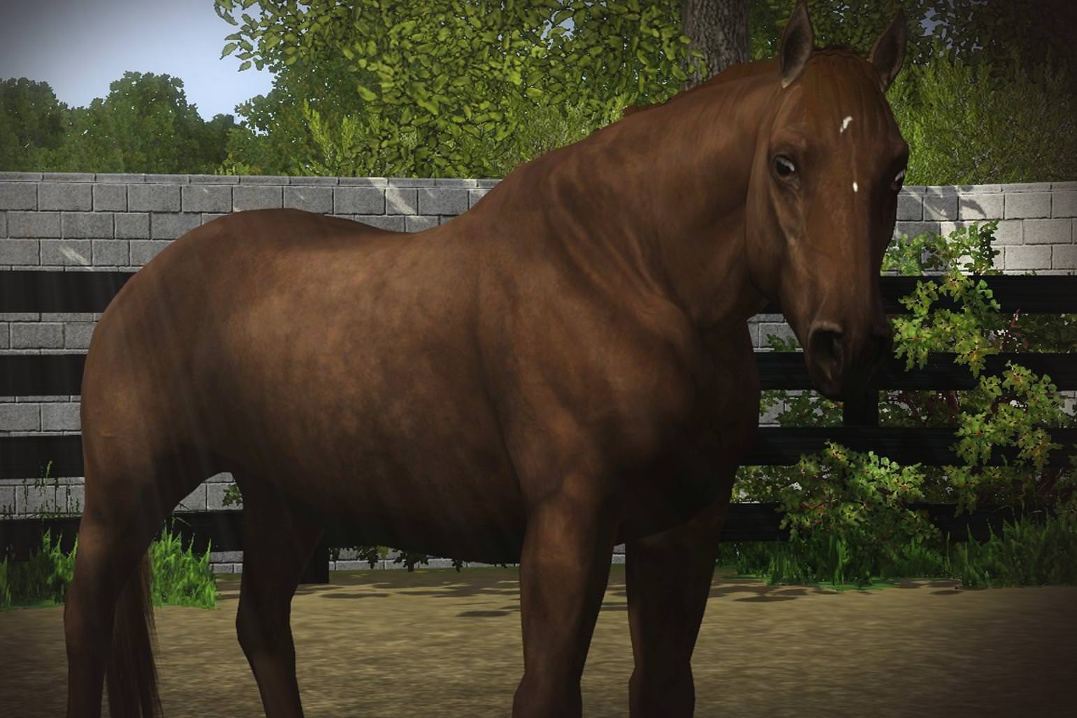 Horse image