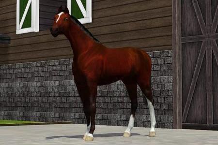 Horse image