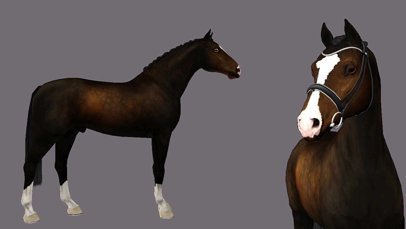 Horse image