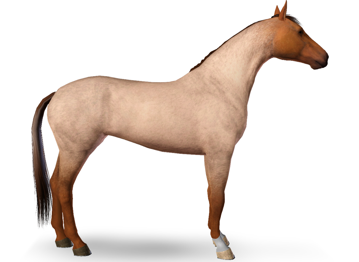Horse image