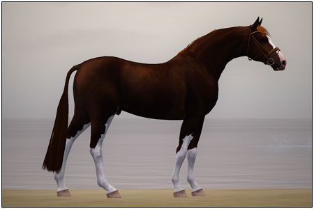 Horse image