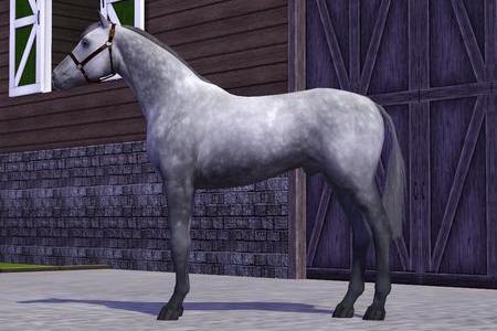 Horse image