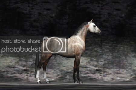 Horse image