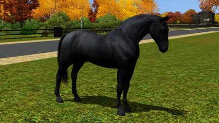 Horse image