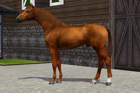 Horse image