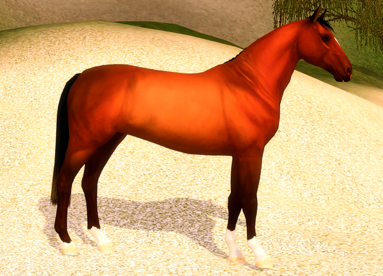 Horse image