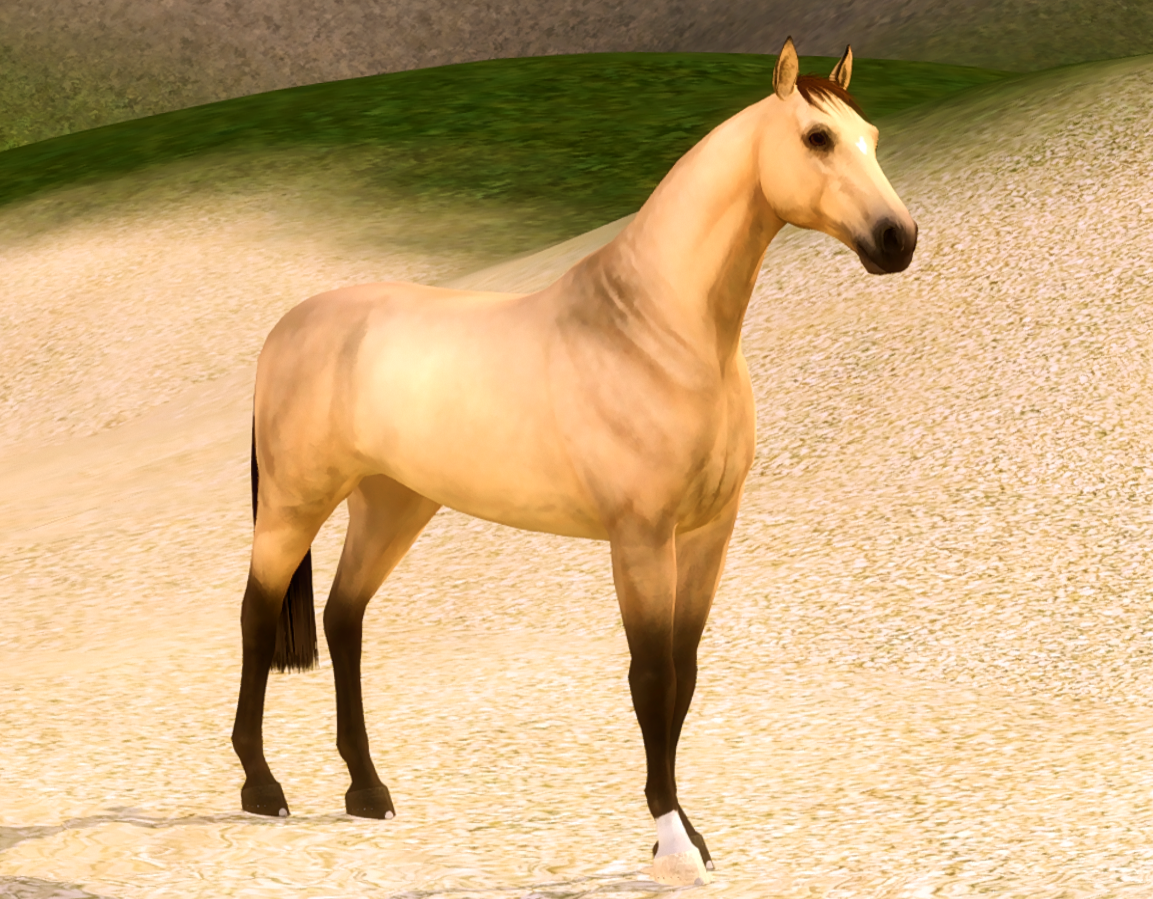 Horse image