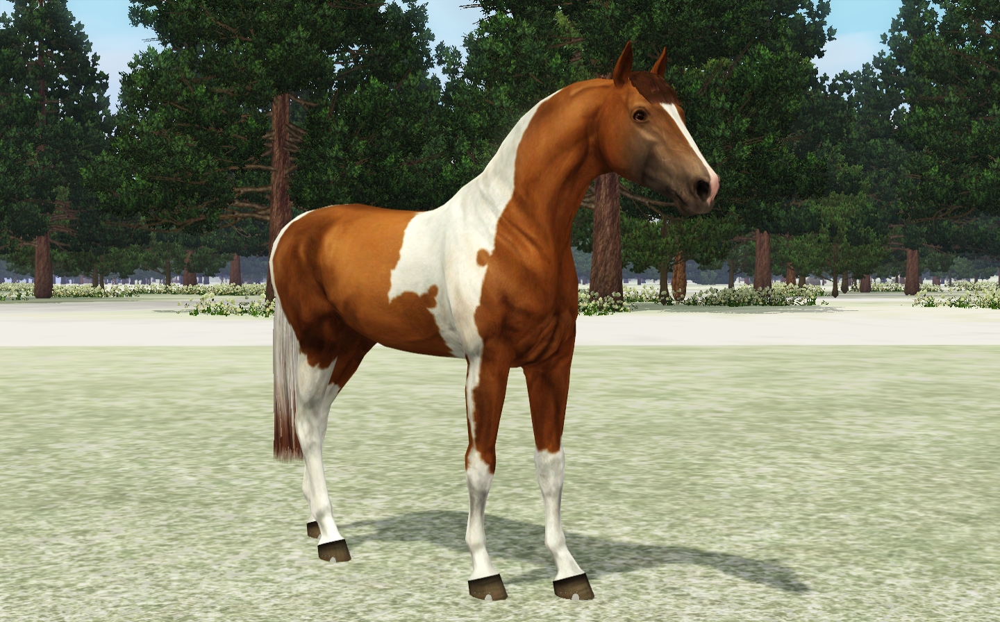 Horse image
