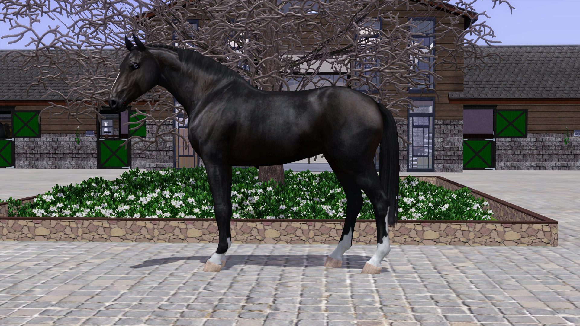 Horse image
