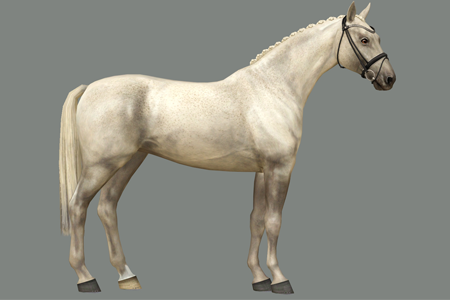 Horse image