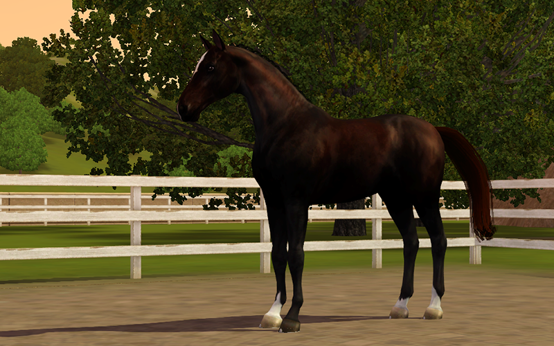Horse image