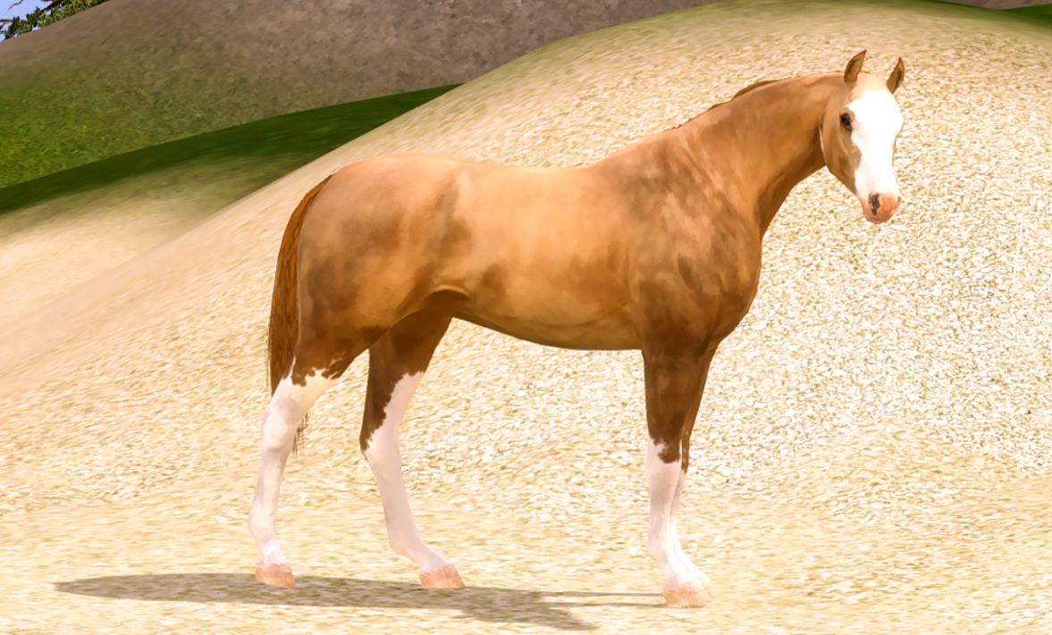 Horse image