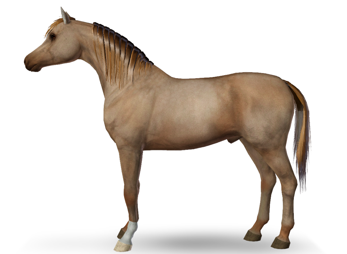 Horse image