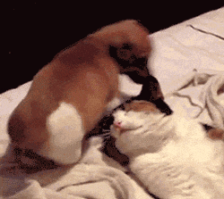 66F34B13322040FC9890.gif